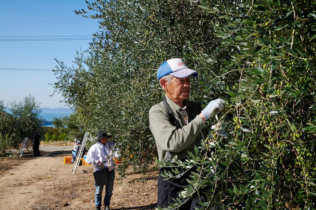 小豆島オリ－ブ