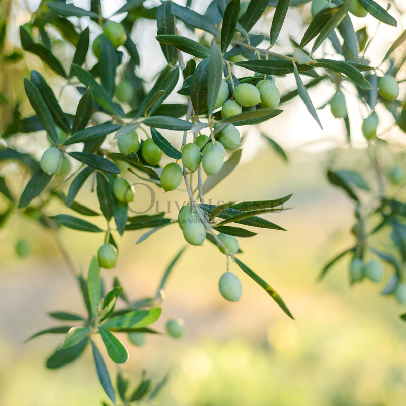 小豆島産手摘み100%「純」